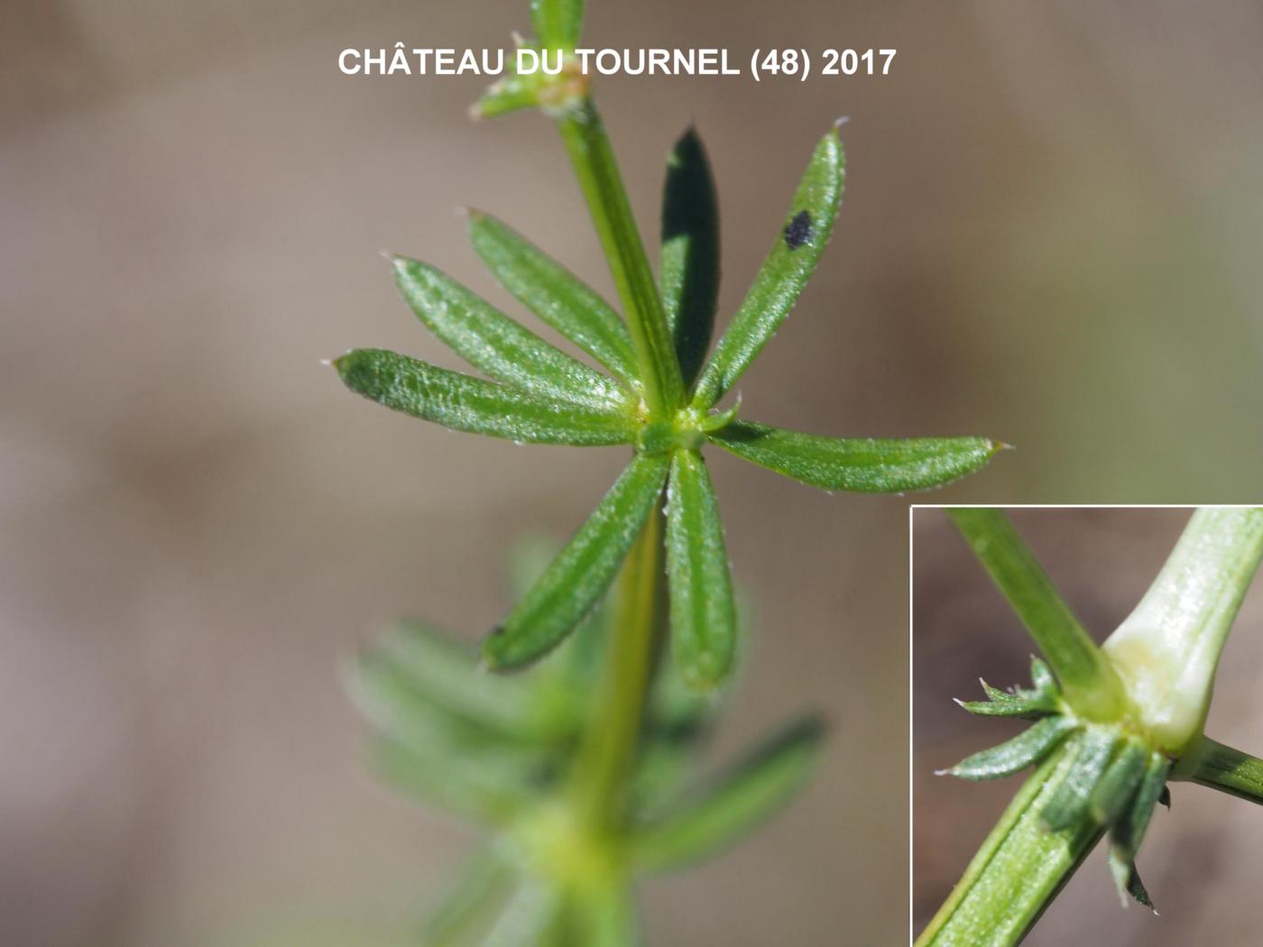 Bedstraw, Hedge leaf